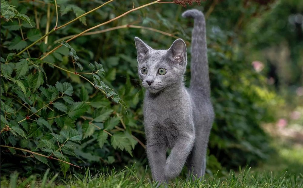 Котёнок фенотип русской голубой