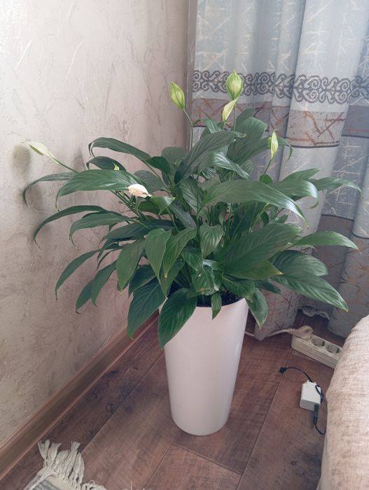 Продаю комнатные растения в связи с переездом.
Женское счастье, долла