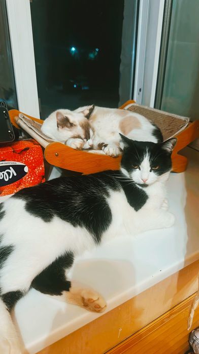 Кошечка ищет дом!