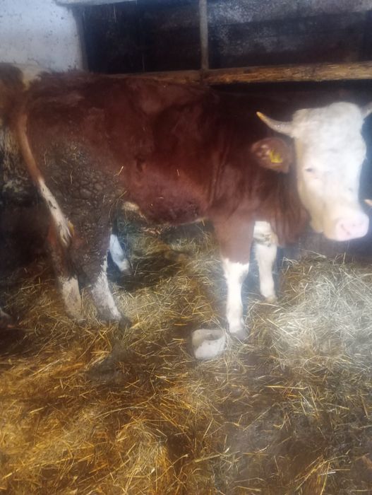 Vând junincă  balțată