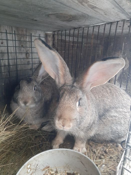 Продам крупных кроликов