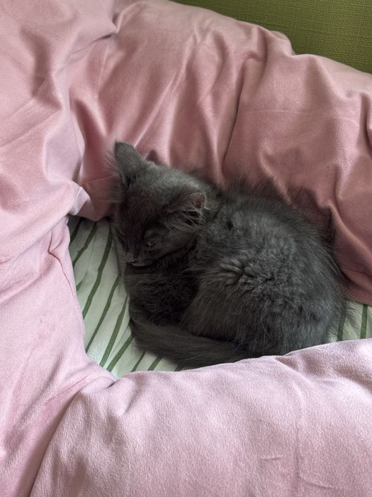 Котенок Серик ищет дом