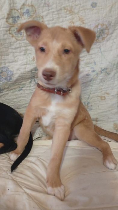 Отдам в добрые руки