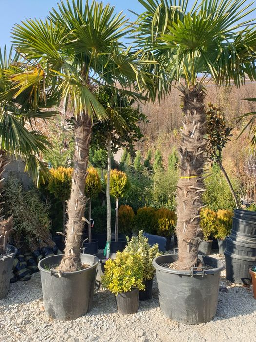 Palmieri rezistenți la frig