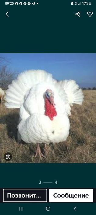 Бронза 708 ва биг6 курка жужалари сотилади