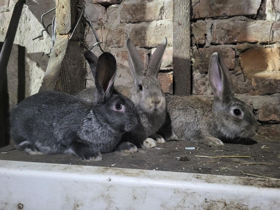 Продам кроликов...