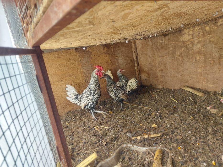 Сибрайт и кучерявые