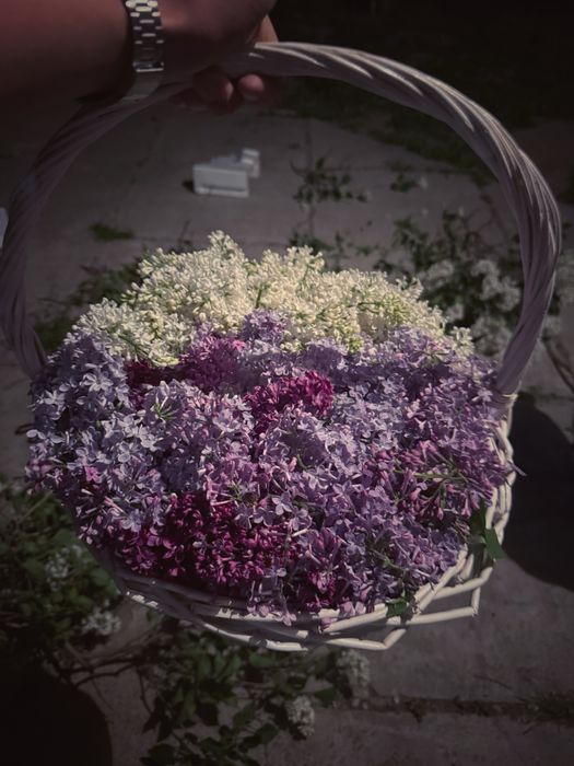 Цветы Сирень в корзине свежые