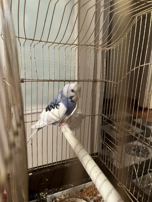 Продам попугая девочку