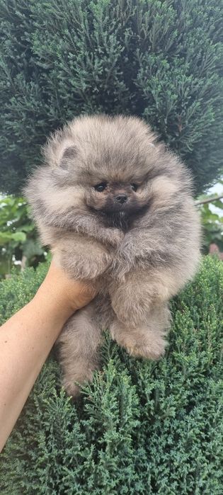 Померан мини мини
