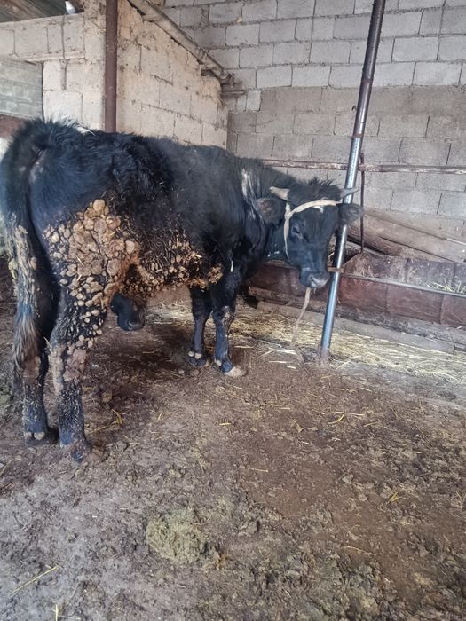 Буқа сатылады аа