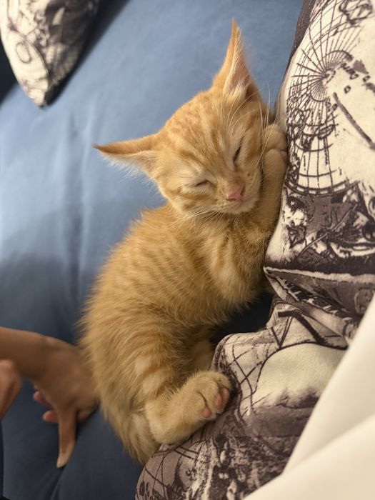 Котенок в добрые руки