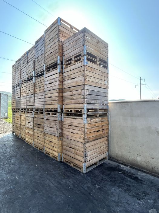 Vand bochsti paleti 90 la suta noi