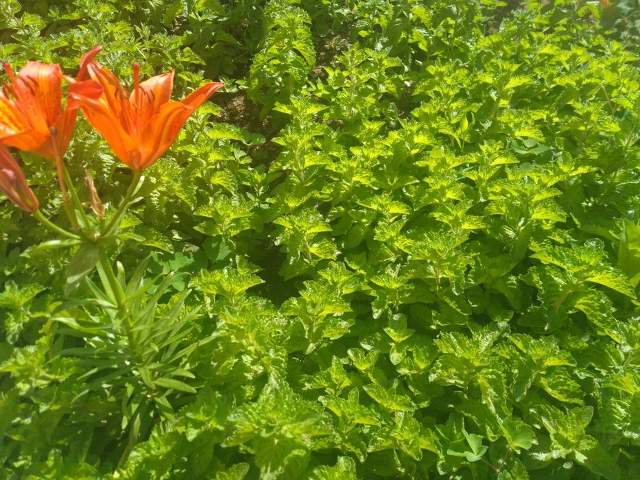 Мята, розы, Бархатцы и мн др. Рядом с Каргу.