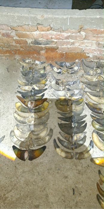 Рога от крави за маски