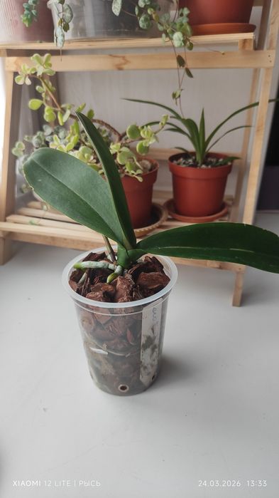 Орхидея phal. Leco Fantastic