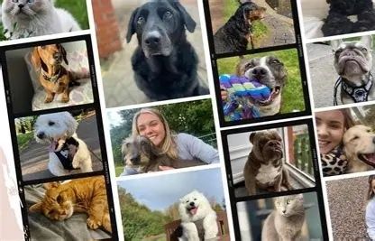 Pet Sitter Galati  Plimb caini, gazduiesc caini ,  pisici , pasari, rozatoare, soparle