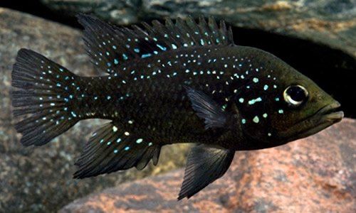 Продам молодых paratilapia