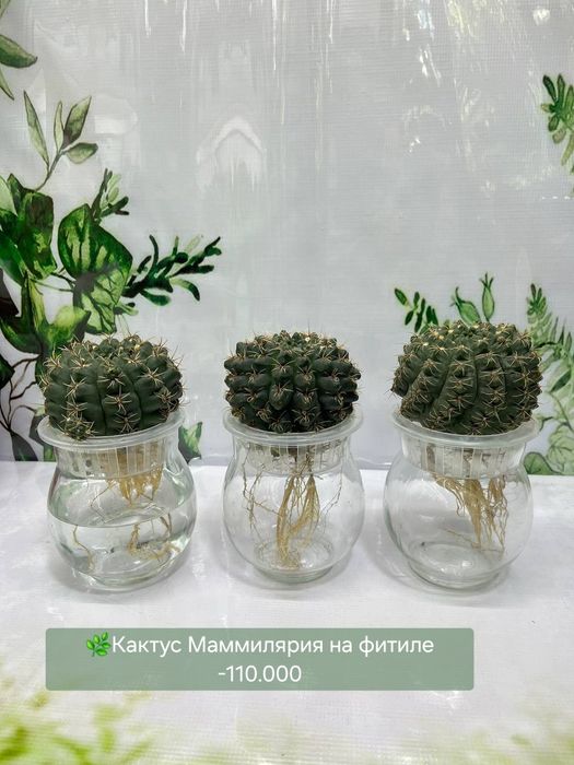 Кактусы, Криптантус, Хавортия  и др