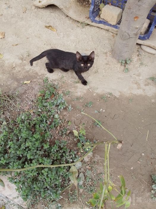 Кошка чорны и серей