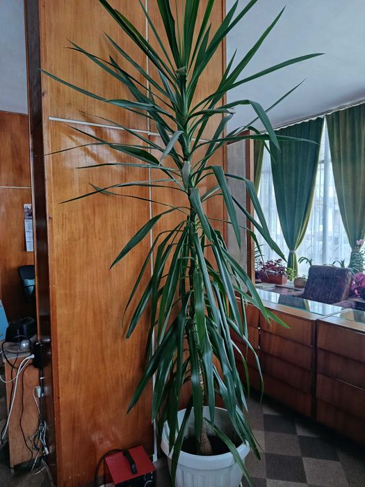 2 броя  Палма Юка -голямата  40€ ,малката 30 €