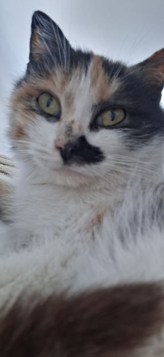 Кошечка ласковая красивая