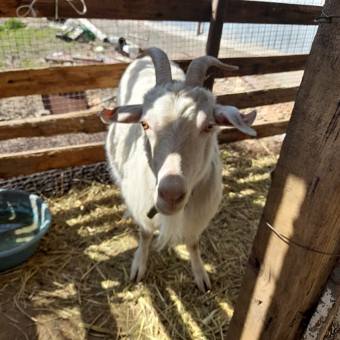 Альпийский Казёл и козы