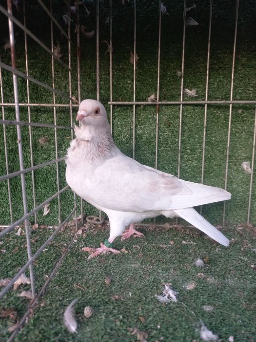 porumbei figurita valenciana