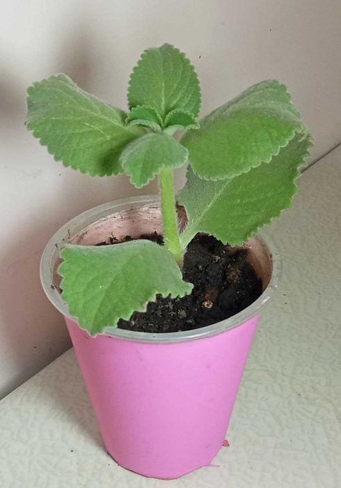 Продам. Для любителей выращивания цветов от маленьких до больших.