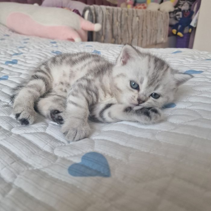 Котята котята котята