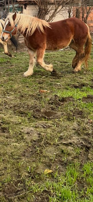 De vanzare manza de 3 ani  invatata la utilaje fff blanda