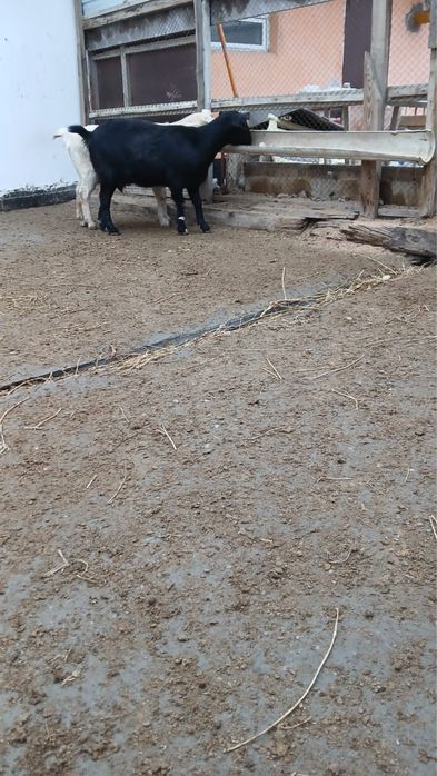 Тоқал ешкі сатылады