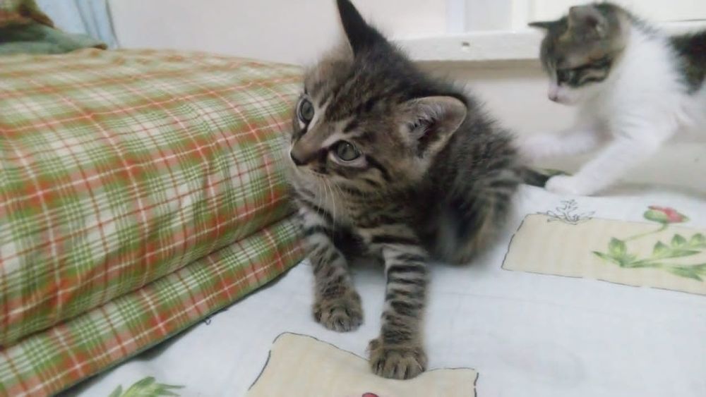 Отдам котят в добрые руки.