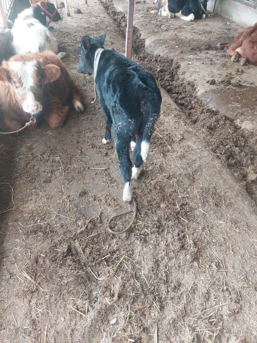 Она бола сигир бузокчаси эркак ангус биринчи корин зоти Голланд