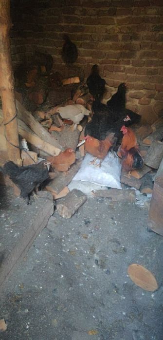 Продавам петли и джинки за разплод и месо