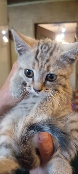 Бездомная кошечка ищет дом