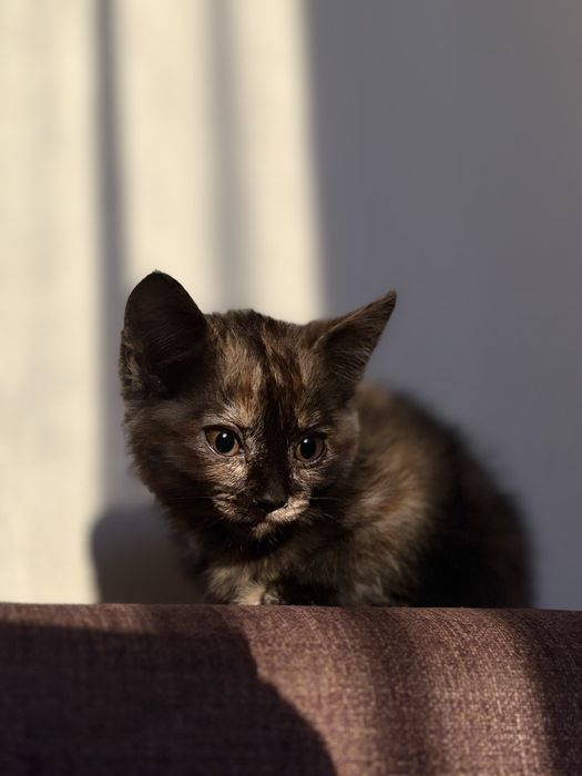 Отдам котенка бесплатно