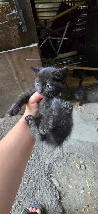 Отдаем котят в добрые руки