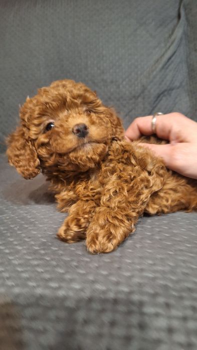 пуделчета играчка/момче и момиче/toy