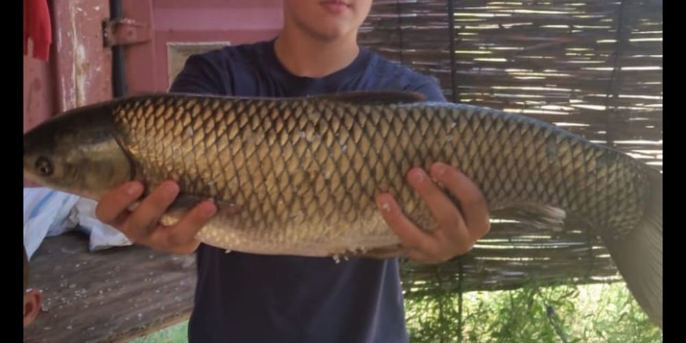 Рыба на коктал - белый амур