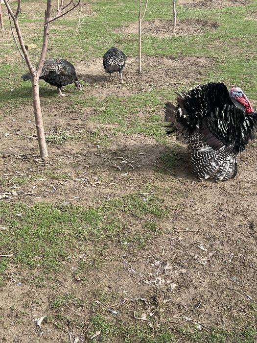 Индюк    Индюки