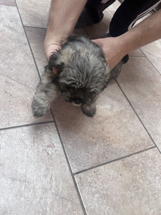 Donez metis de bichon maltez si yorkshire