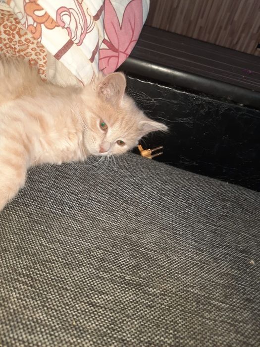 Котята в хорошие руки