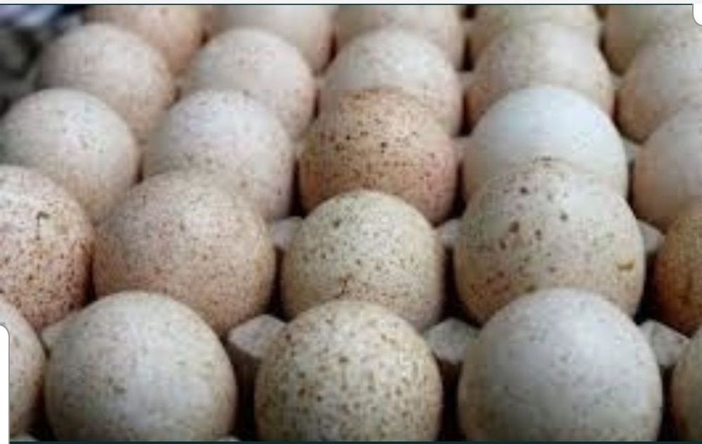 Индюшиные яйца инкубационные