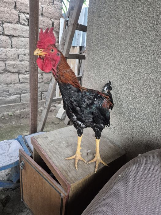 Продам жожика ..