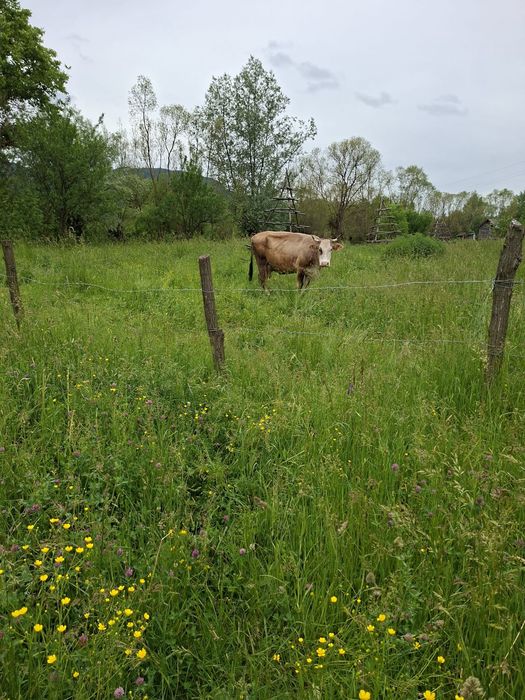 Vând vacă Brună de Maramureș de ținut, gestantă 4 luni