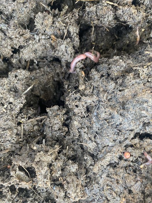 Калифорниялык шылаушын