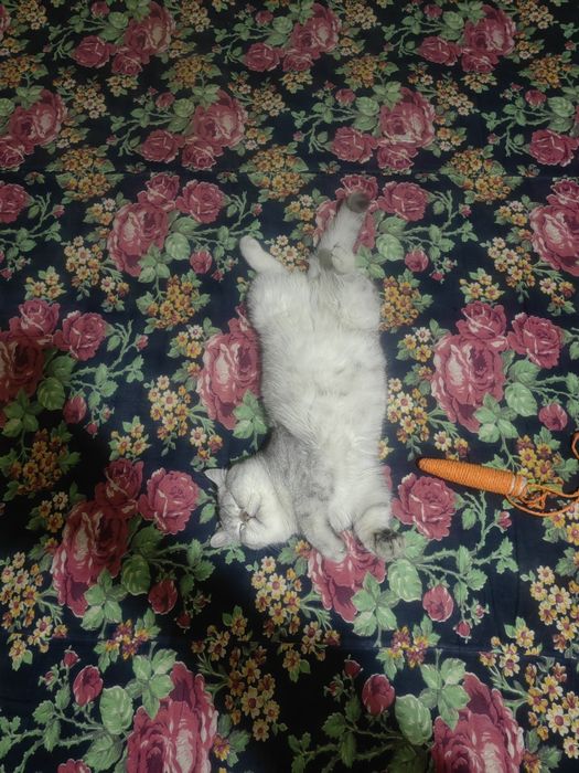 Мушук срочни сотилади булиши 1,800,000 сум.Скотиш фолд ургочи 9ойлик