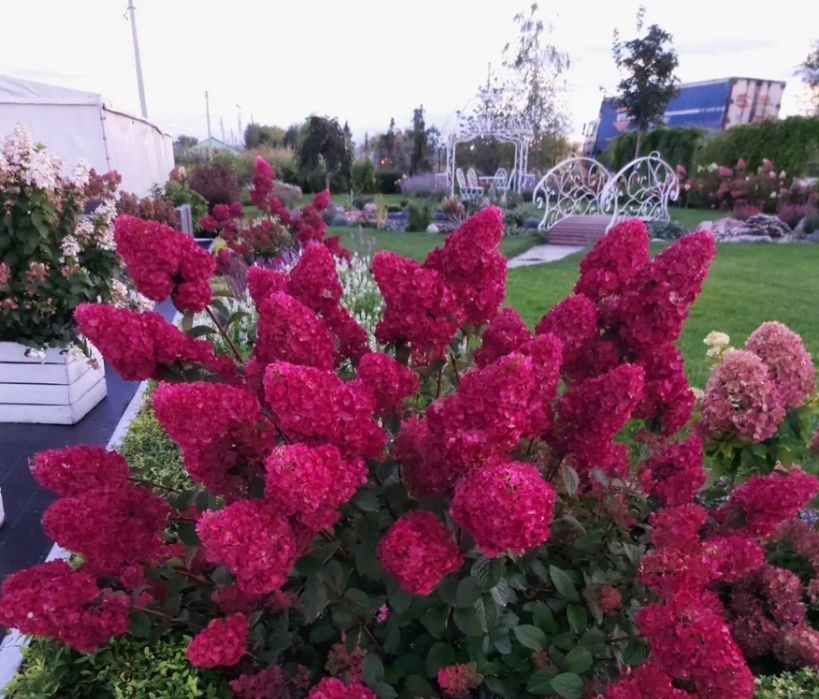 Гортензия метельчатая