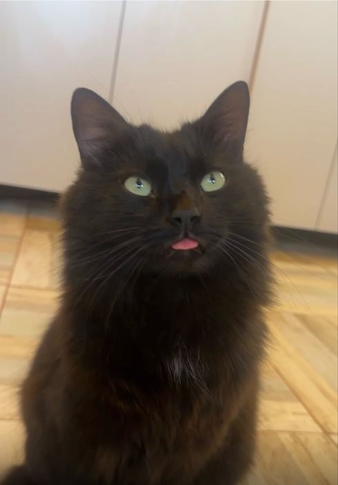 Пропал котик 24.03